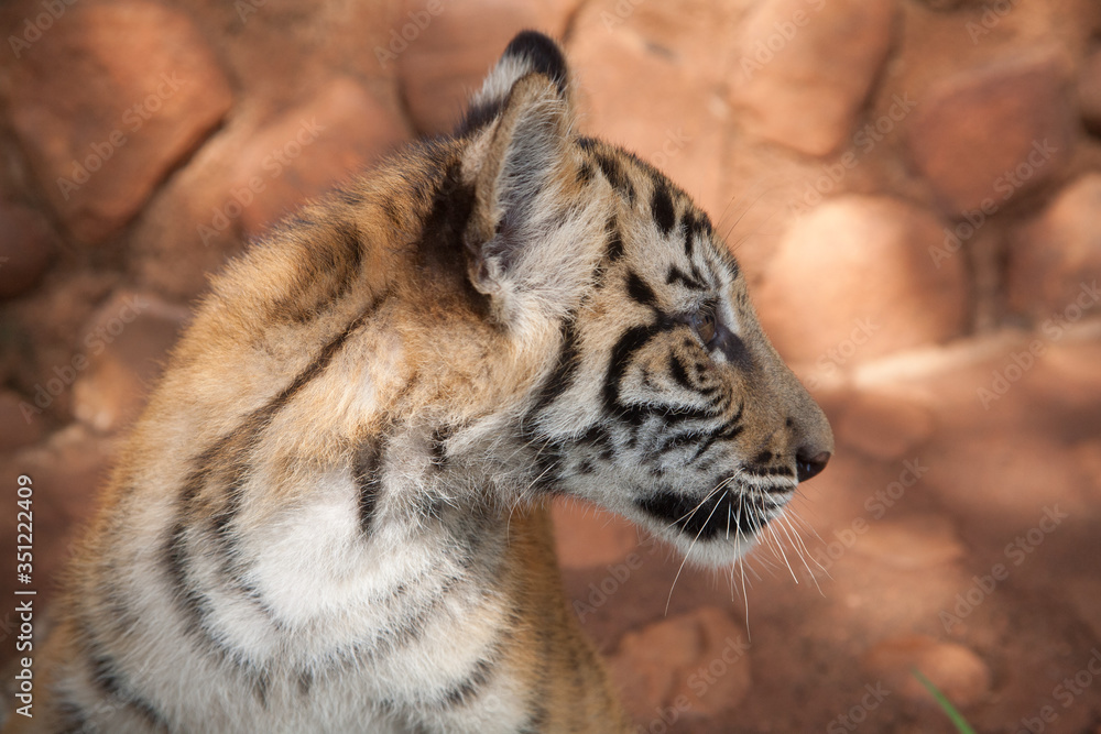 Fototapeta premium Tiger Cub in profile. Ukutula South Africa