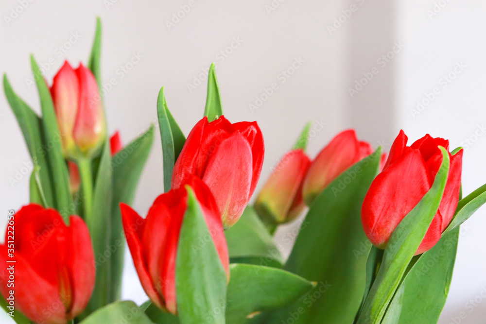 Colorful tulips In the spring Colorful tulips In the spring