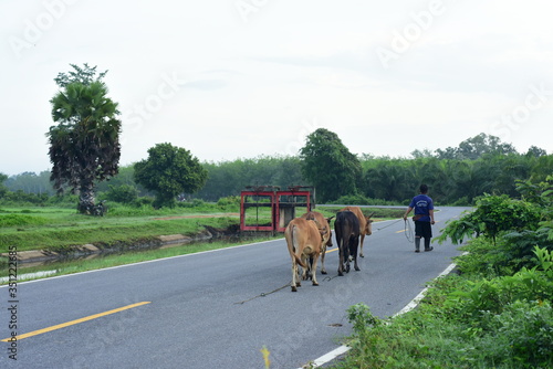View of the road and herd of cows, with rice fields growing in green fields.
