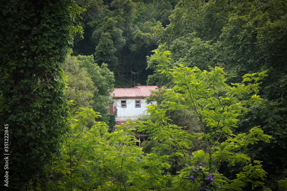 mountain house surrounded by trees