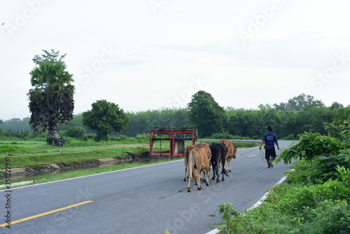 View of the road and herd of cows, with rice fields growing in green fields. © tharathip