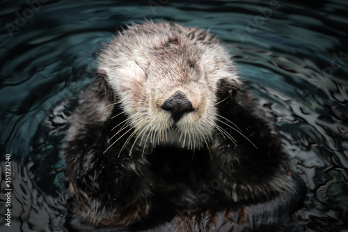 Sea otter posing in the water © nvphoto