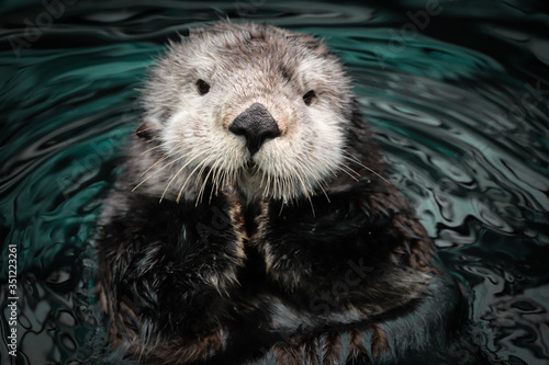 Sea otter posing in the water © nvphoto
