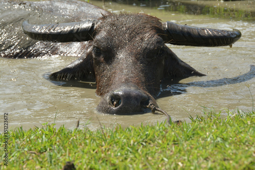 Water buffalo in the water. The carabao is a domestic swamp-type water buffalo native to the Philippines. Muzzle of a slate gray bull with horns  curve backward toward the neck. 