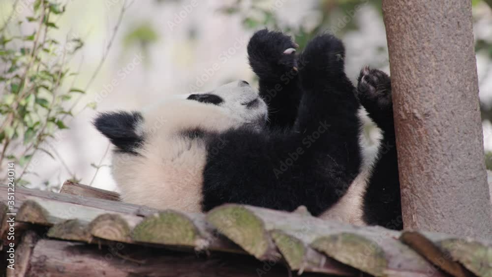 baby panda playing on the tree baby panda playing on the tree