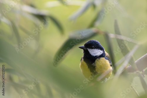 Un beau portrait de la mésange charbonnière posée dans un bokeh de branchages verdoyants et lumineux.  photo