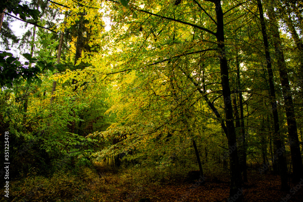 Fototapeta premium sun rays through the forest