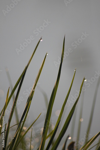 Grass Bokeh Wallpaper - Macro Shot