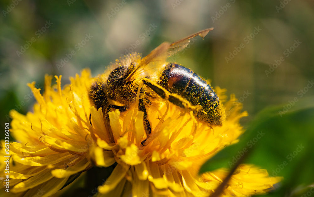 Honey bee covered with yellow pollen collecting nectar from dandelion flower. Important for environment ecology sustainability. Copy space Honey bee covered with yellow pollen collecting nectar from dandelion flower. Important for environment ecology sustainability. Copy space