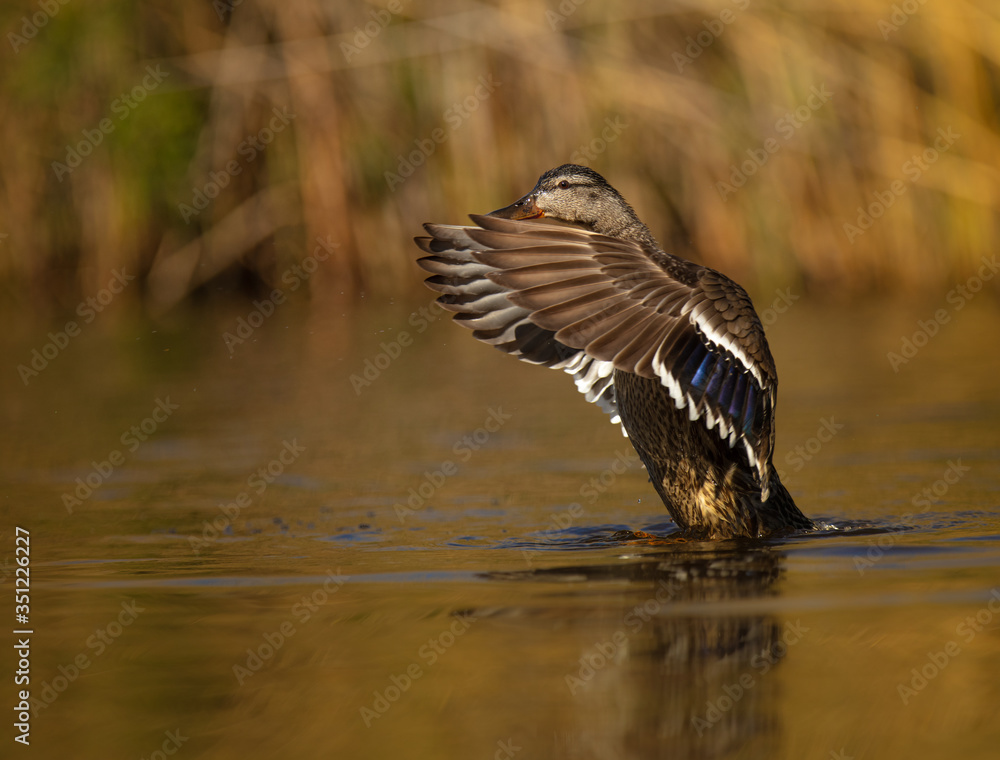 Fototapeta premium Duck spreading wings