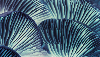 Close up beautiful bunch mushrooms in neon ligh background pattern for design. Macro Photography View.