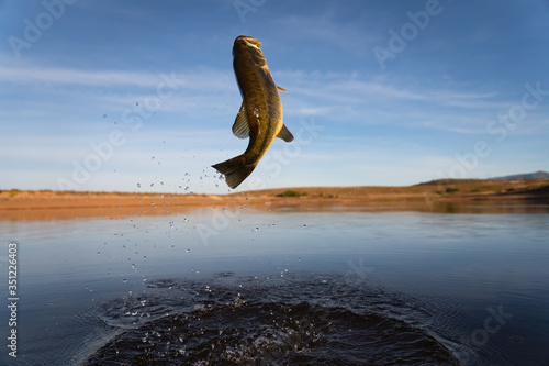Wallpaper Mural Big Bass Large mouth - Fishing on lake Torontodigital.ca