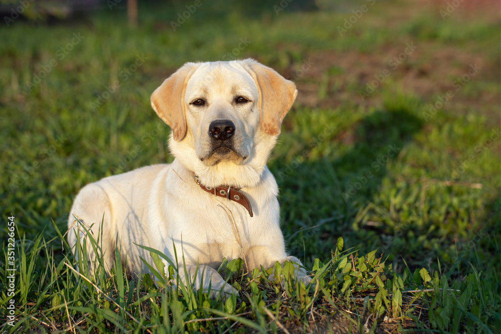 amazing portrait of young labrador retriever dog puppy during sunset in grass. amazing portrait of young labrador retriever dog puppy during sunset in grass.