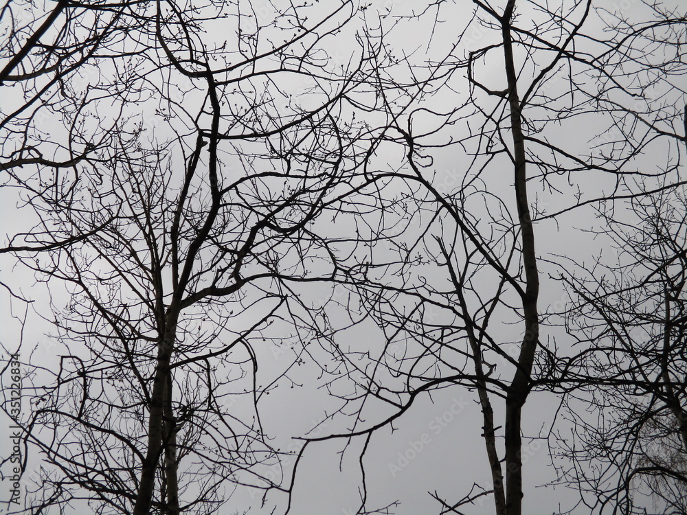 Bare autumn trees in the forest Bare autumn trees in the forest