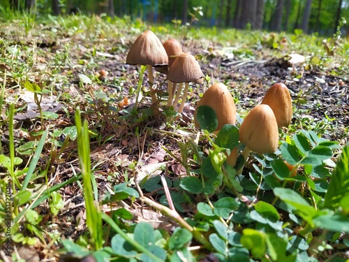 mushrooms in the forest