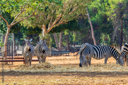 Fototapeta Naklejka Na Ścianę i Meble -  Zebras in a safari park
