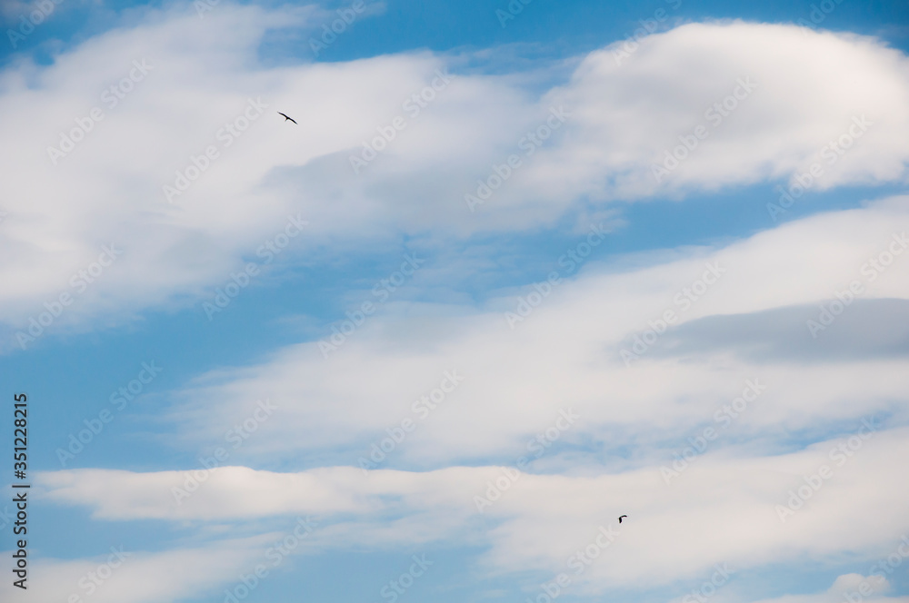 Fototapeta premium Birds fly against the blue sky and white clouds. Beautiful natural background.