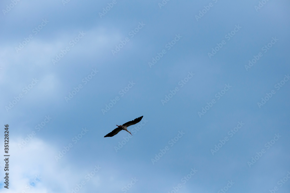 Birds fly against the blue sky and white clouds. Beautiful natural background.