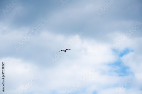 Birds fly against the blue sky and white clouds. Beautiful natural background. © Tetiana