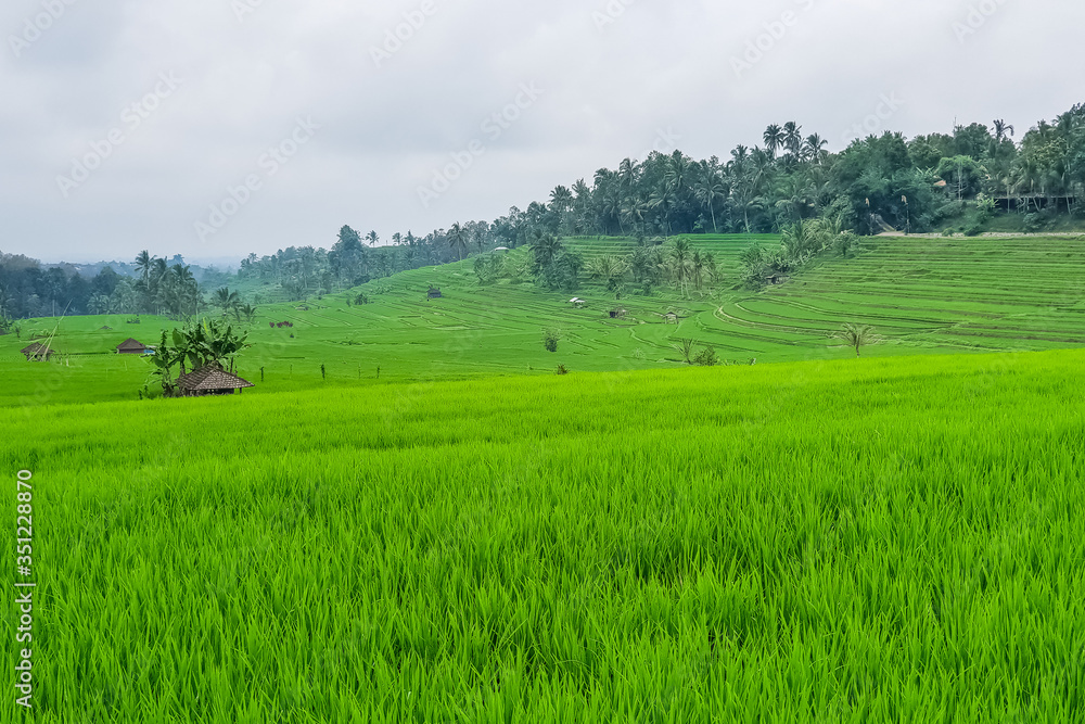 Obraz premium Panorama view on rice terraces Jatiluwih