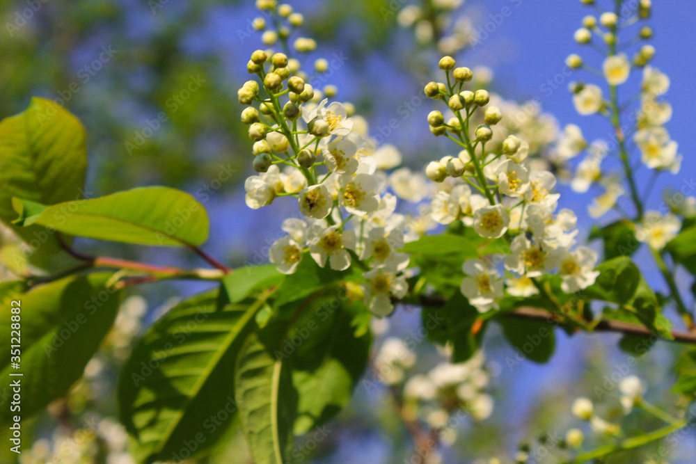 blossoming apple tree blossoming apple tree