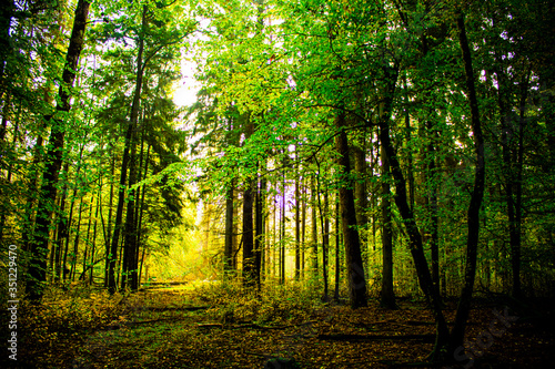 sun rays through the forest