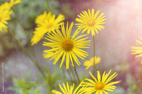 Bright yellow Daisy Doronicum orientale  close-up. Soft selective focus
