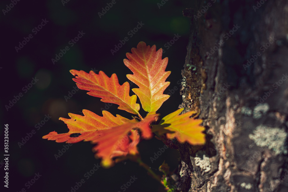 autumn leaves on a tree