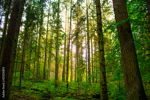 green forest in the morning © сергей шохалевич