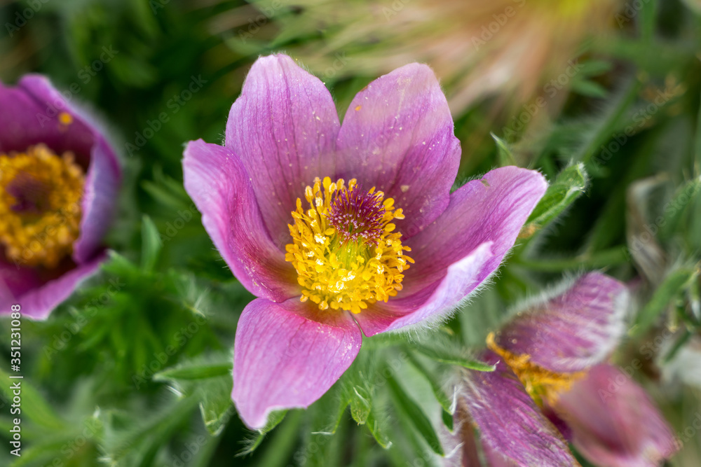 Close up of the purple flowers of a Pasqueflower (pulsatilla) plant