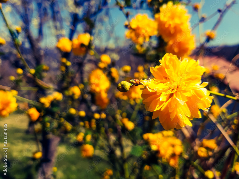 Beautiful spring flowers from the cherry tree, edited from home with basic struments.
Beautiful spring flowers from the cherry tree, edited from home with basic struments.