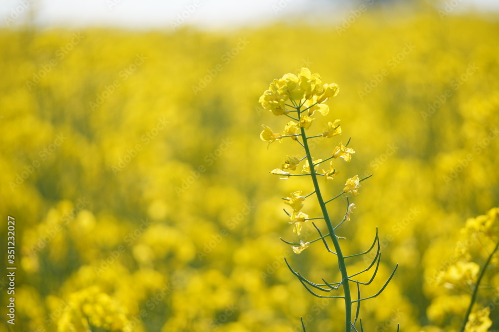 Flowering of the rapeseed field is yellow. Natural landscape background with copy space. Blooming canola flowers. Bright Yellow Rape in summer. Flowering of the rapeseed field is yellow. Natural landscape background with copy space. Blooming canola flowers. Bright Yellow Rape in summer.