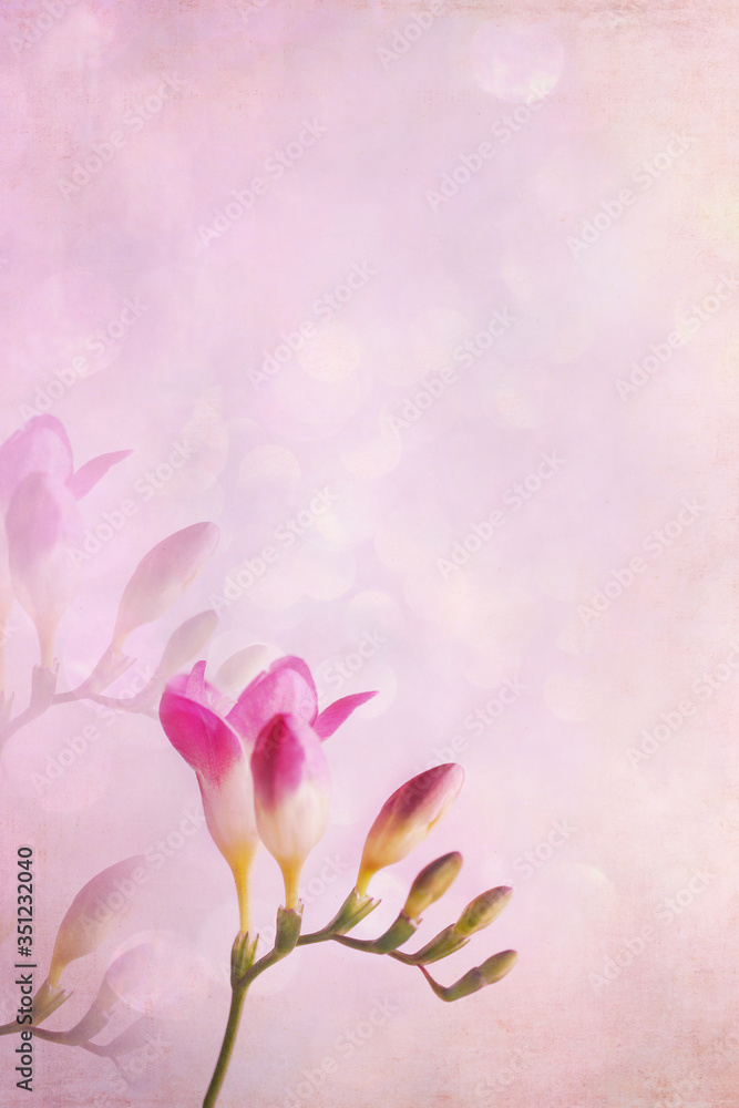 Pink Freesia against a soft pink background with free space for text.