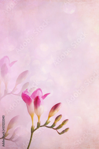 Pink Freesia against a soft pink background with free space for text. © Stephanie Frey