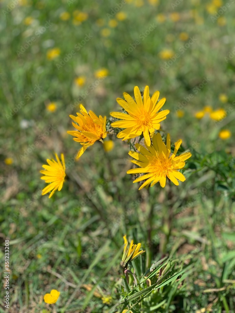 yellow flowers on a meadow green landscape nature bloom yellow flowers on a meadow green landscape nature bloom