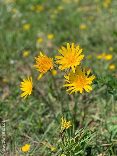 yellow flowers on a meadow green landscape nature bloom