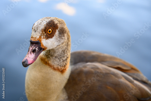 Egyptian goose in Kelsey Park, Beckenham, London. The Egyptian goose is standing by a lake looking left. Egyptian geese are common in Kelsey Park, Beckenham. Egyptian goose (Alopochen aegyptiaca), UK photo