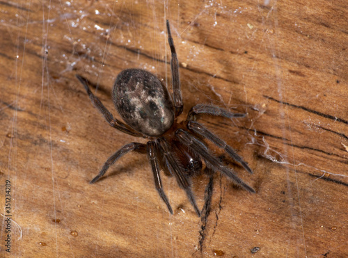 Lace-weaver Spider - Amaurobius similis . Natural wooden background