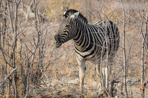 Closeup portrait of striped zebra with smart big black eyes on African savanna chewing a dry bush. Safari in Namibia.
