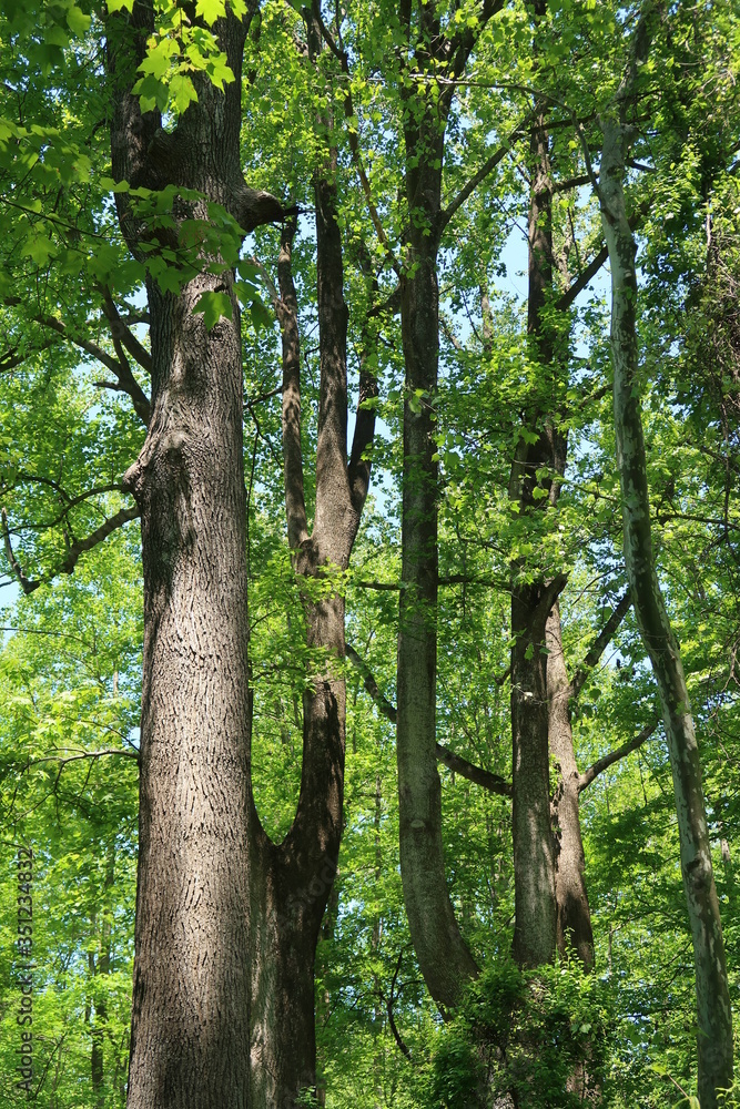 Fototapeta premium Tall trees