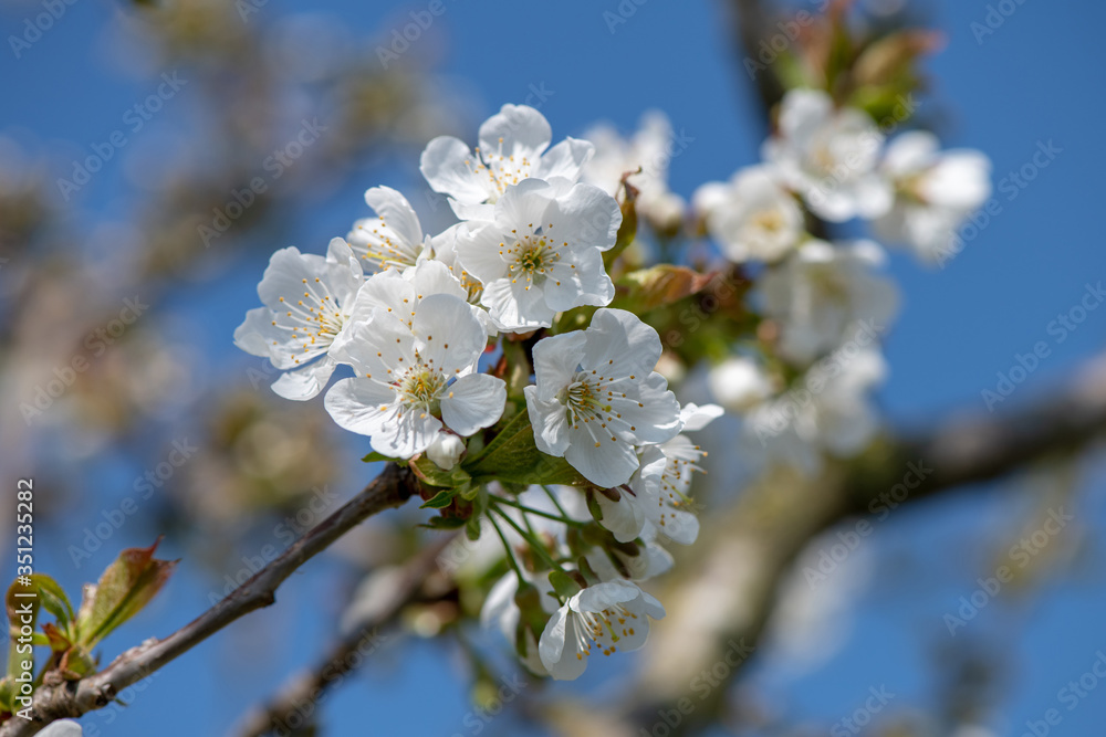 cherry blossom on blue sky