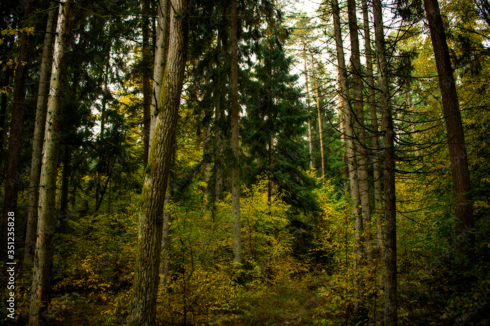 Fototapeta premium sun shining through the forest