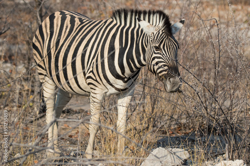 Closeup portrait of striped zebra with smart big black eyes on African savanna chewing a dry bush. Safari in Namibia.