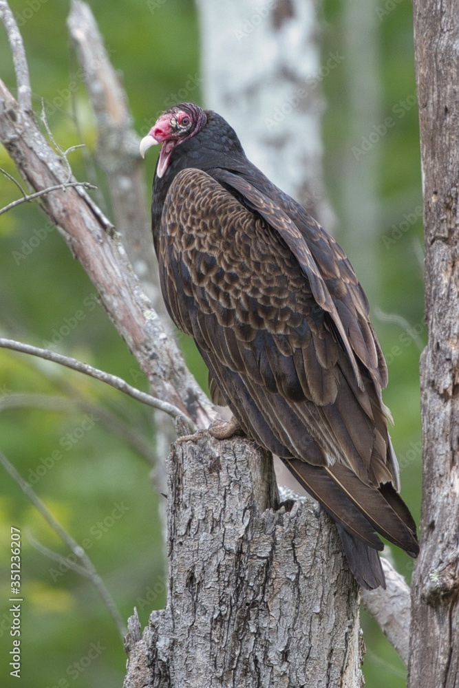 Turkey Vulture Turkey Vulture