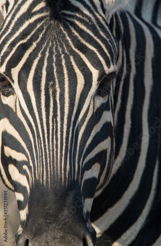 Closeup portrait of striped zebra with smart big black eyes on African savanna chewing a dry bush. Safari in Namibia.