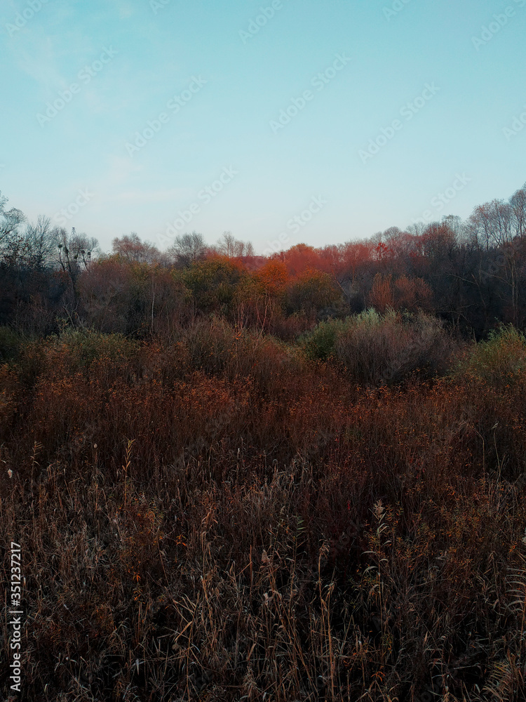 Thickets of dried tall grass in a dense autumn forest. Bright colours before white snow.
Kharkiv, Ukraine. Thickets of dried tall grass in a dense autumn forest. Bright colours before white snow.
Kharkiv, Ukraine.