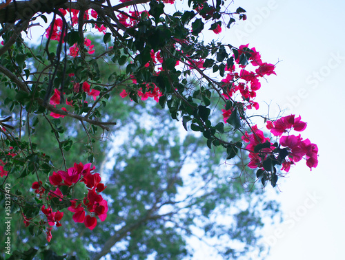 Flowering bougainvillea branch in the Castilblanco de los Arroyos mountain garden.
Seville, Spain. Summer 2012 photo