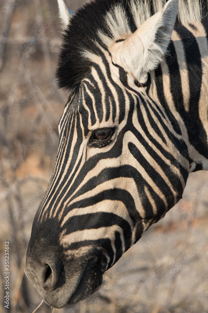 Closeup portrait of striped zebra with smart big black eyes on African savanna chewing a dry bush. Safari in Namibia. Closeup portrait of striped zebra with smart big black eyes on African savanna chewing a dry bush. Safari in Namibia.