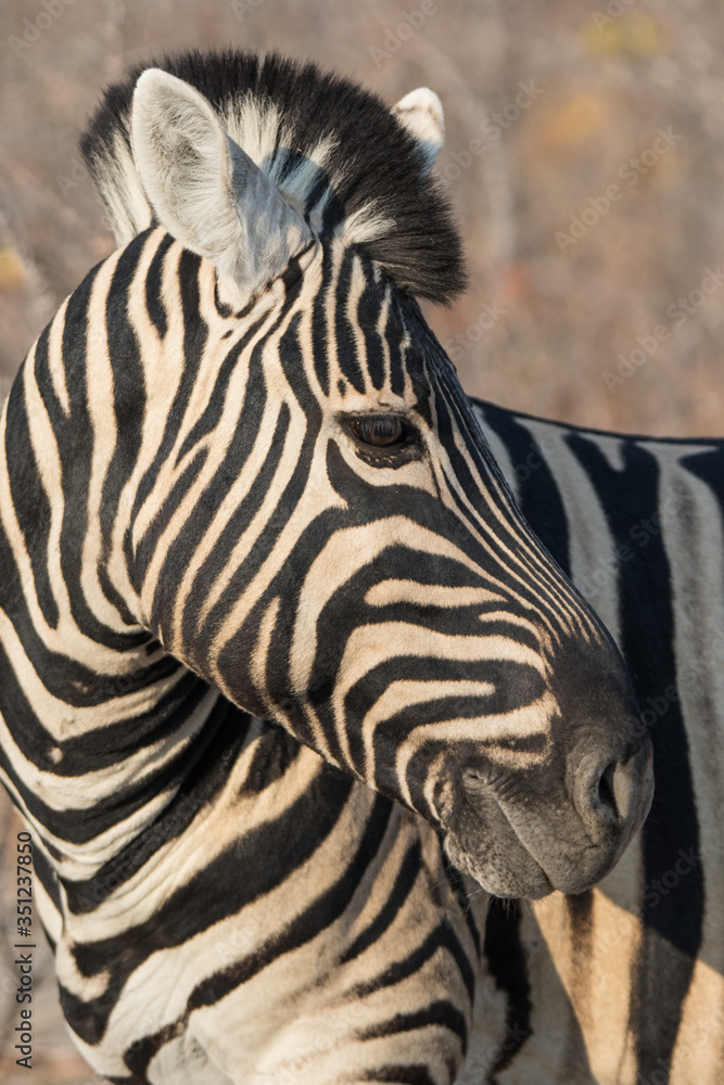 Closeup portrait of striped zebra with smart big black eyes on African savanna chewing a dry bush. Safari in Namibia. Closeup portrait of striped zebra with smart big black eyes on African savanna chewing a dry bush. Safari in Namibia.