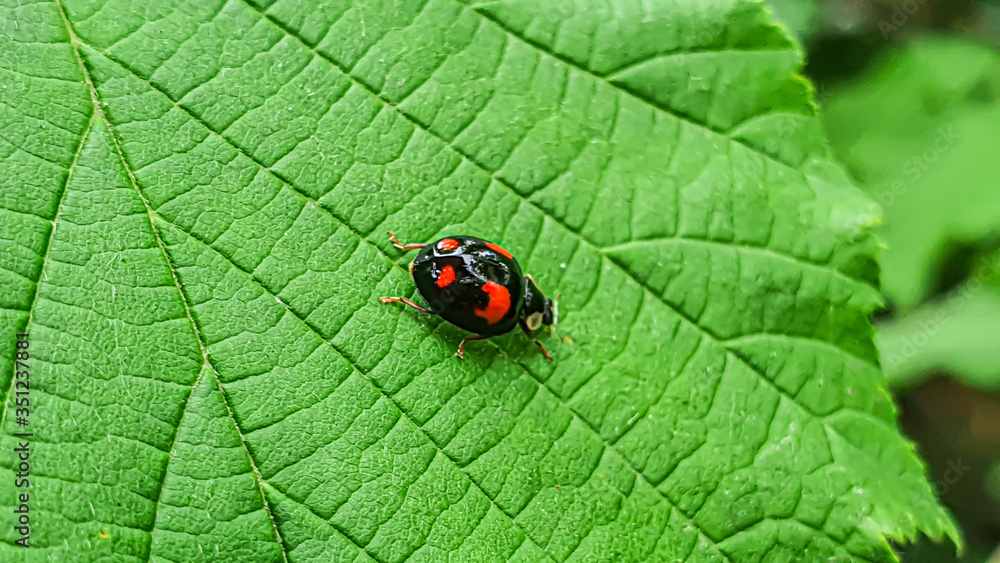 Insects in the suburban area. Spiders, ladybugs. Macro shot on green leaves. Nature, spring. Insects in the suburban area. Spiders, ladybugs. Macro shot on green leaves. Nature, spring.